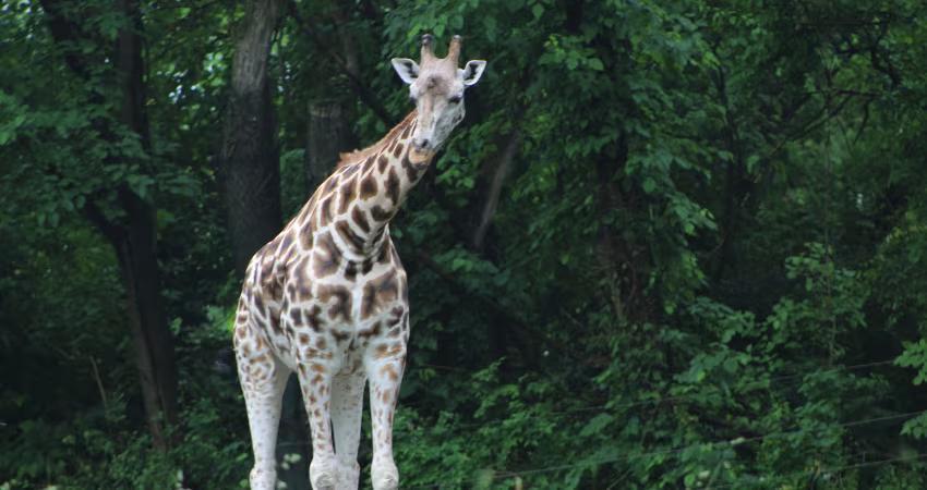 Giraffe at Bronx Zoo