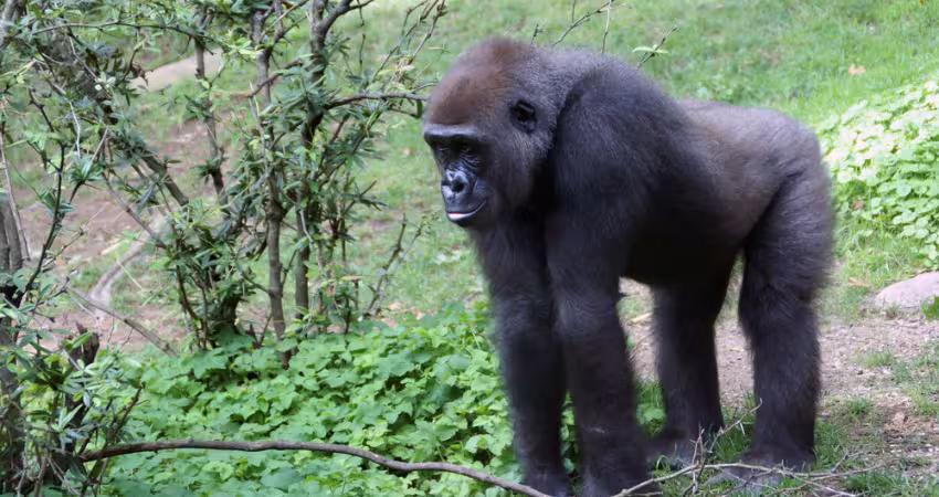 Western lowland female gorilla in the Bronx Zoo